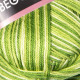 Begonia Melange 0188
